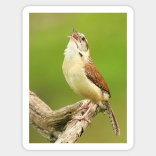 Carolina Wren Singing Sticker